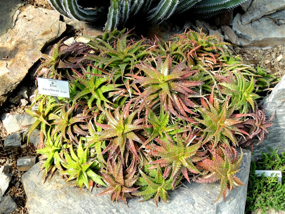 Aloe dorotheae specimen in the Botanischer Garten München-Nymphenburg, Munich, Germany.