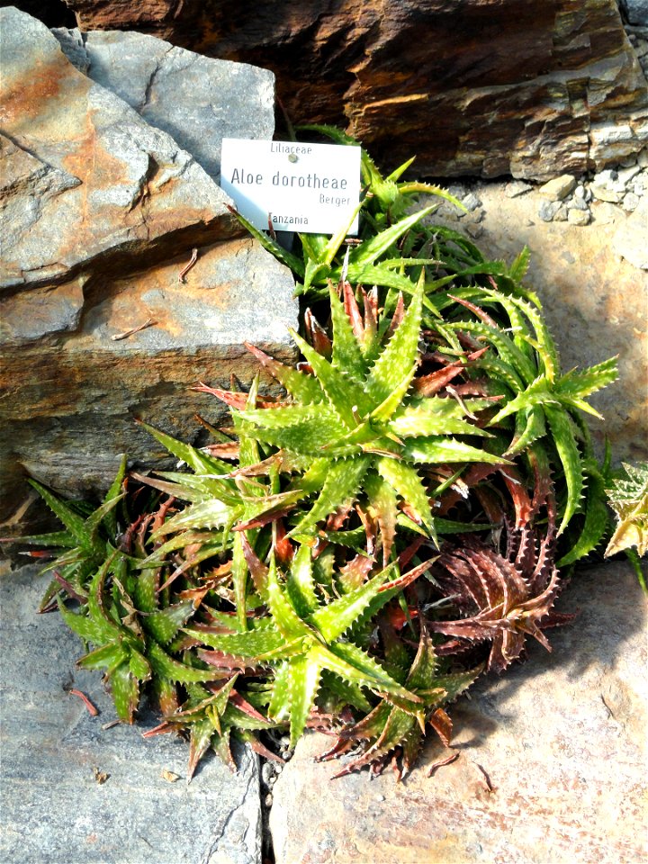 Aloe dorotheae specimen in the Botanischer Garten München-Nymphenburg, Munich, Germany.