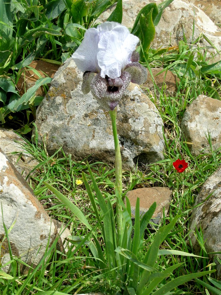 Visit in the Iris waterfall near Katzrin , Golan Heights photo