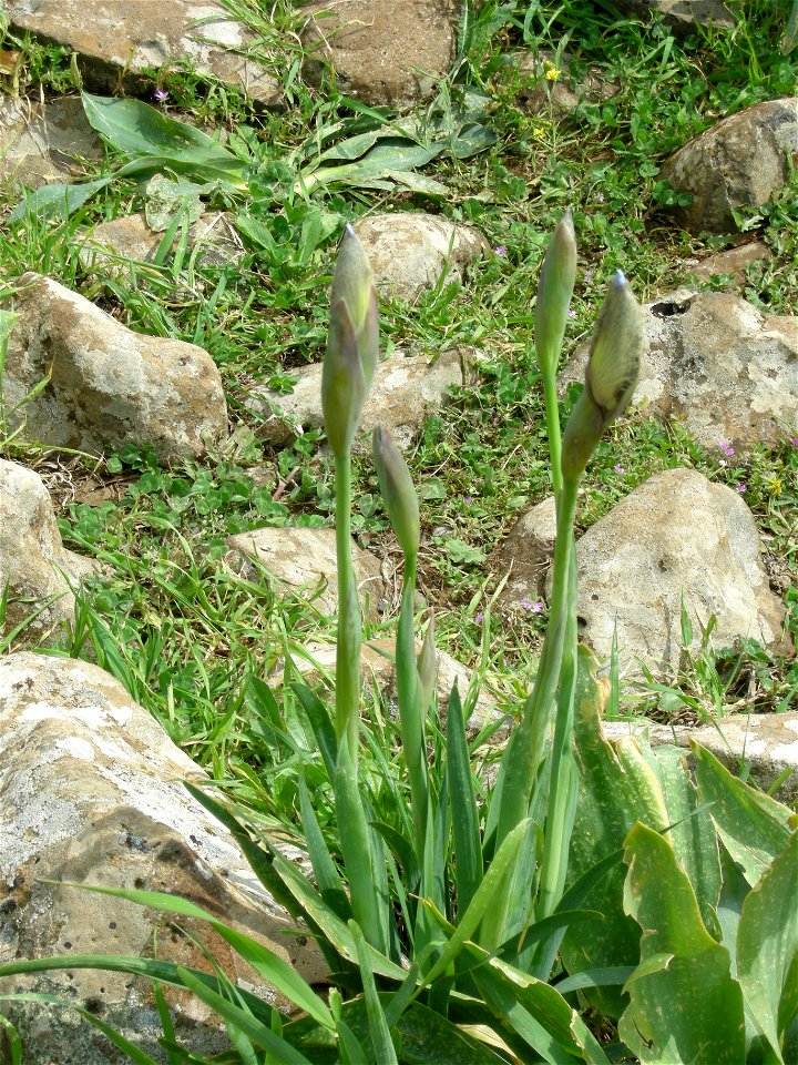 Visit in the Iris waterfall near Katzrin , Golan Heights photo