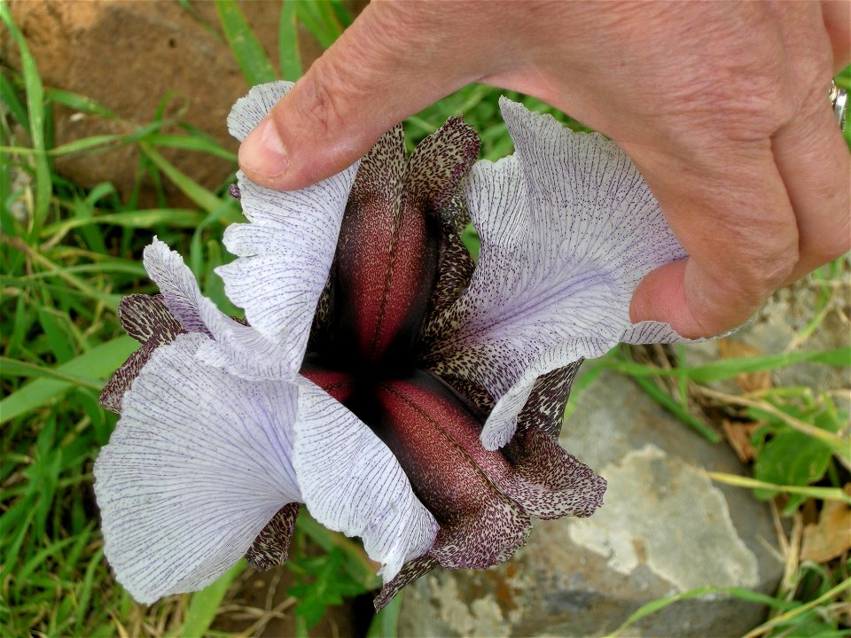 Visit in the Iris waterfall near Katzrin , Golan Heights photo