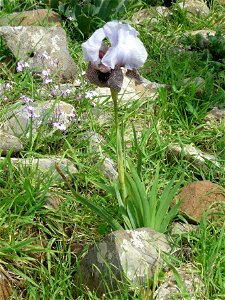 Visit in the Iris waterfall near Katzrin , Golan Heights photo