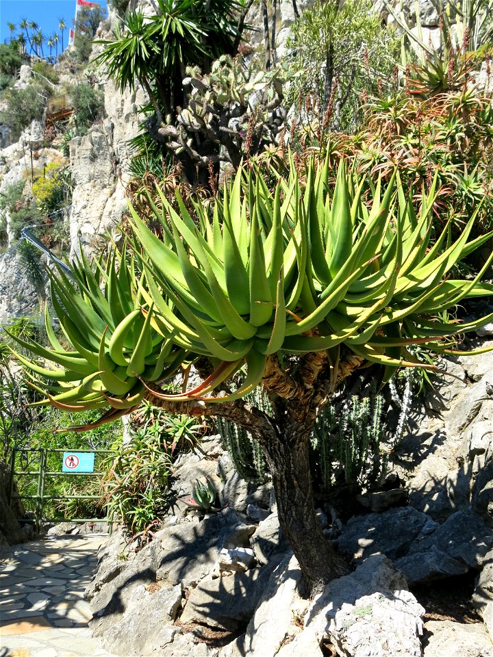 Aloe castanea in the exotic garden of Monaco. Identified by its botanic label.
Français :  Aloe castanea au jardin exotique de Monaco. Identifié par son étiquette botanique.
