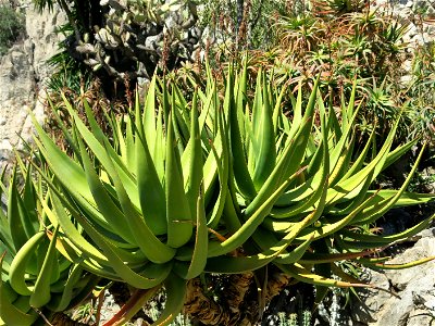 Aloe castanea in the exotic garden of Monaco. Identified by its botanic label.
Français :  Aloe castanea au jardin exotique de Monaco. Identifié par son étiquette botanique.