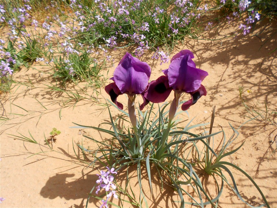 Wildlife and Plants of Israel