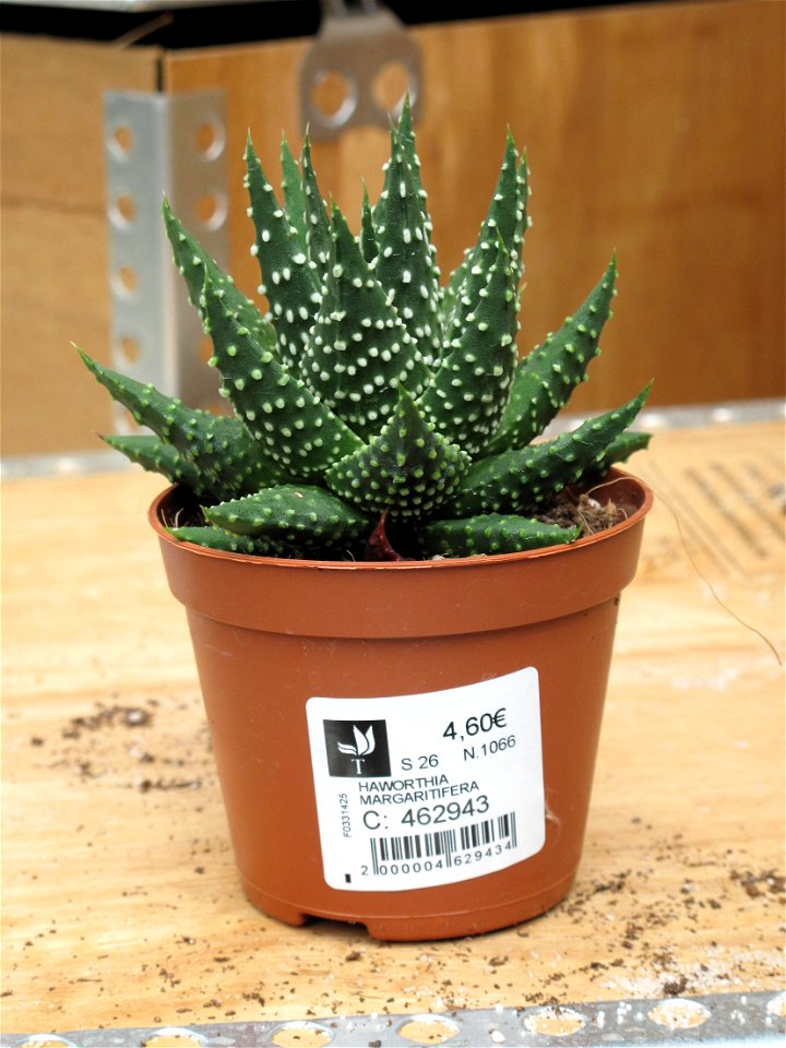 Haworthia margaritifera in a garden centre. Identified by its commercial botanic label.