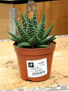 Haworthia margaritifera in a garden centre. Identified by its commercial botanic label. photo