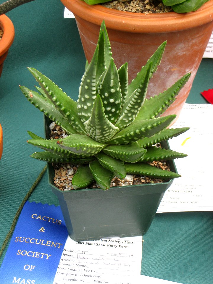 Haworthia maxima (= Haworthia pumila) 'David Grigsby', in the Tower Hill Botanic Garden, Boylston, Massachusetts, USA.