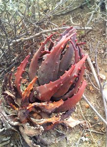 Sparsa hawortha pumila