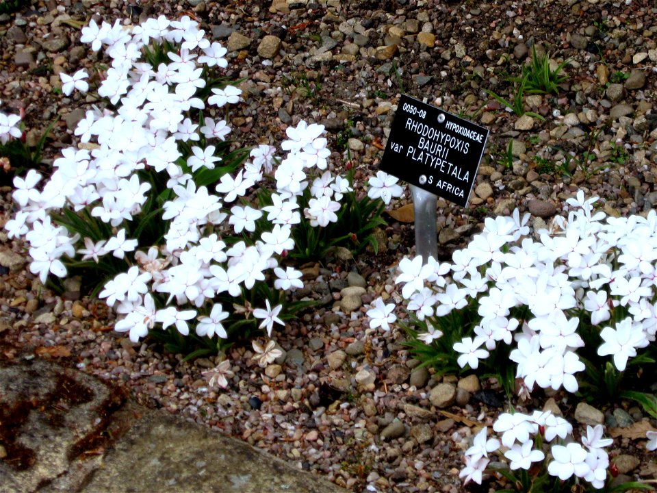 Rhodohypoxis baurii var. platypetala photographed at Durham University Botanic Garden on 3 June 2009. photo