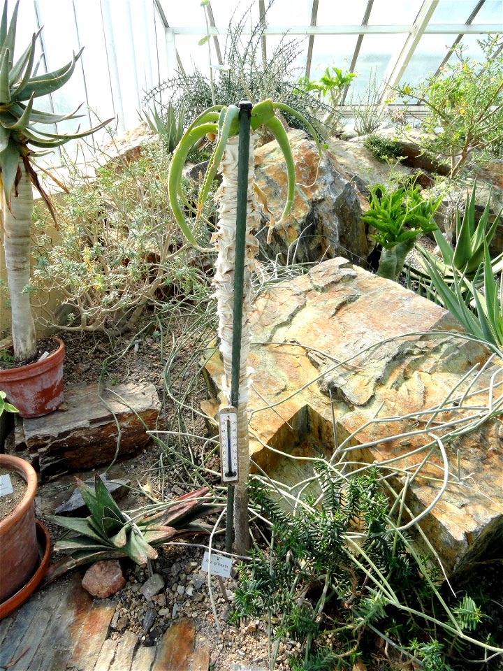 Aloe gillilandii = Aloe sabaea specimen in the Botanischer Garten München-Nymphenburg, Munich, Germany.