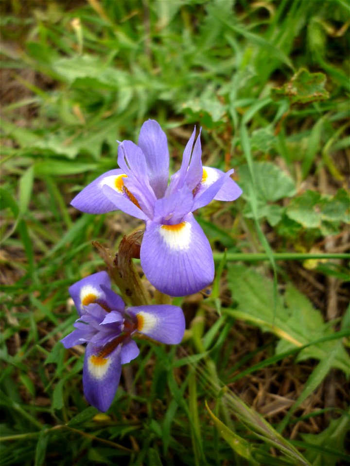 Gynandriris sisyrinchium in Cartagena (Spain)
