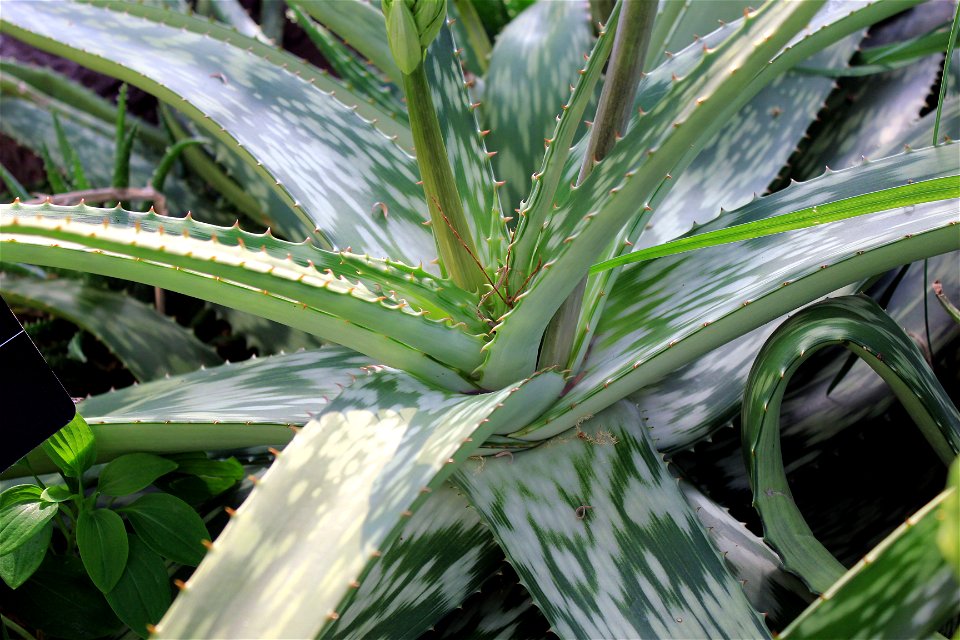  ; Flowers, trees, and other plant stuff
A common Aloe plant(Aloe Sabaca).(note: A. sabaea, not A. sabaca)