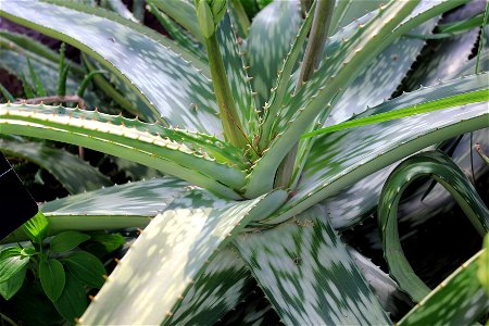 ; Flowers, trees, and other plant stuff A common Aloe plant(Aloe Sabaca).(note: A. sabaea, not A. sabaca) photo