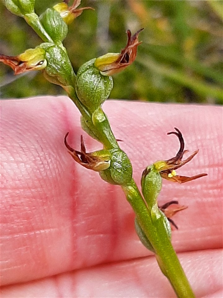 Leek Orchid (Prasophyllum colensoi)