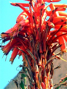 Aloe Kedongensis flowers close up, "Castell de la Santa Bàrbara", Alicante, Spain
