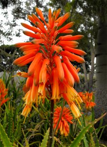Aloe kedongensis at the San Diego Zoo, California, USA. Identified by sign.