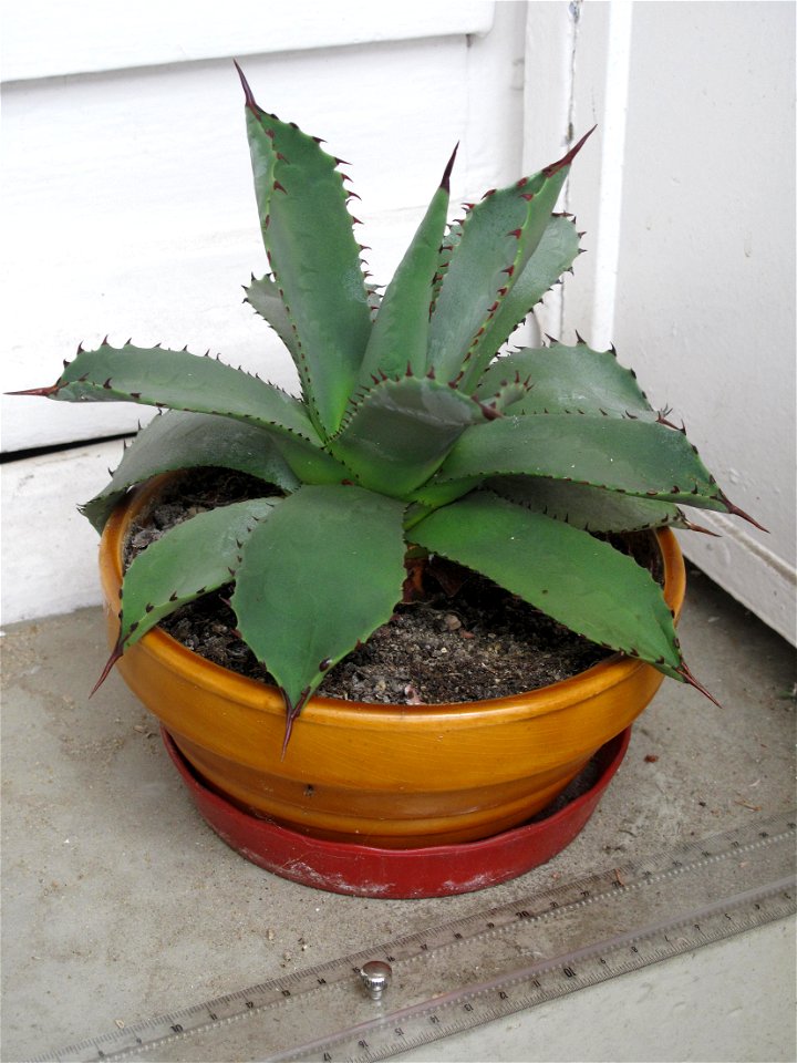 Small Agave parrasana. Pot diameter : 16 cm