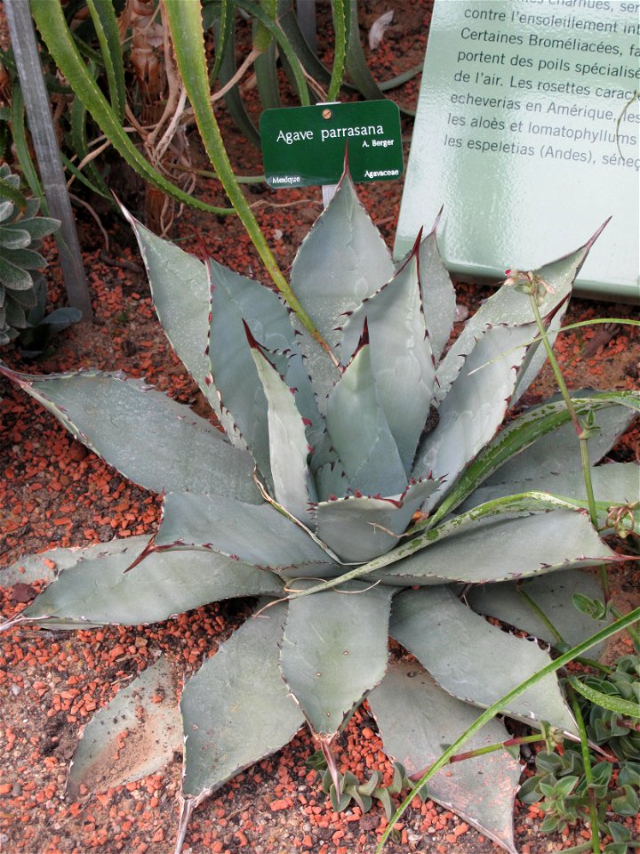 Agave parrasana in a greenhouse of the Jardin des Plantes in Paris. Identified by its botanic label.