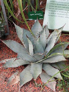 Agave parrasana in a greenhouse of the Jardin des Plantes in Paris. Identified by its botanic label. photo