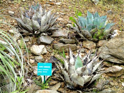 Agave parrasana specimen in the Jardin d'oiseaux tropicaux, La Londe-les-Maures, France. photo