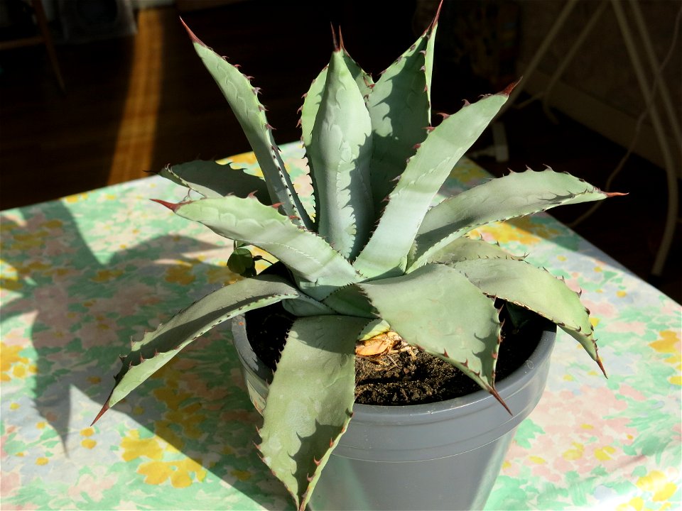 Small Agave parrasana. Pot diameter : 19 cm