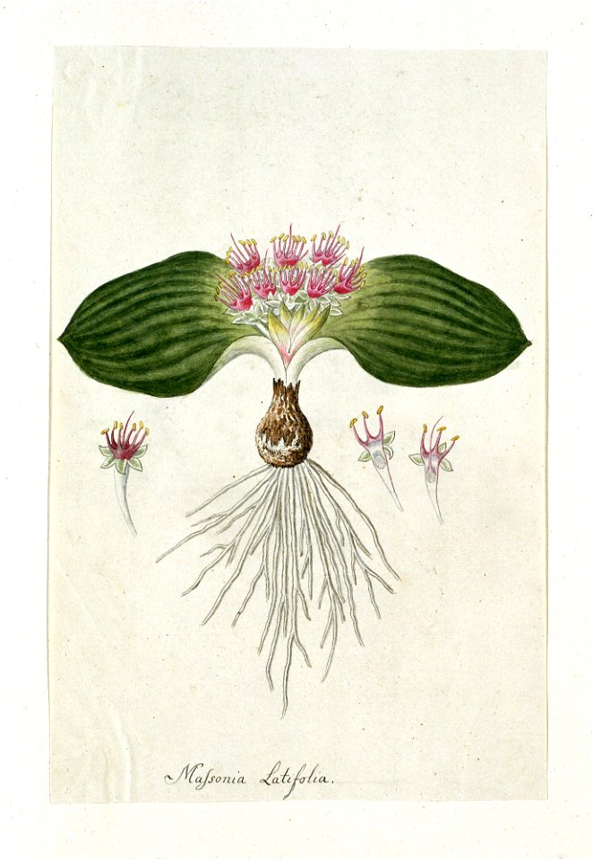 IdentificatieTitel(s): Massonia depressa HouttMassonia Latifolia. (titel op object)Objecttype: tekening albumblad Objectnummer: RP-T-1914-18-30Opschriften / Merken: annotatie, midden onder, pen in bru