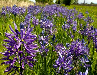Image title: — Large Camas. Native to the western U.S and British Columbia. Image from Public domain images website, http://www.public-domain-image.com/full-image/flora-plants-public-domain-images-pi photo