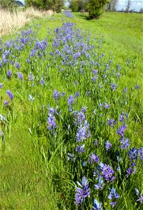 Image title:  — Large Camas.
Flowering in a field.
Image from Public domain images website, http://www.public-domain-image.com/full-image/nature-landscapes-public-domain-images-pictures/field-public-d
