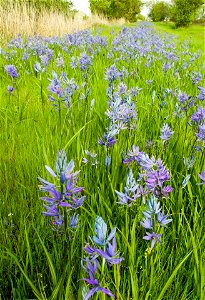 Image title: — Large Camas, flowering in high grass Image from Public domain images website, http://www.public-domain-image.com/full-image/flora-plants-public-domain-images-pictures/flowers-public-do photo