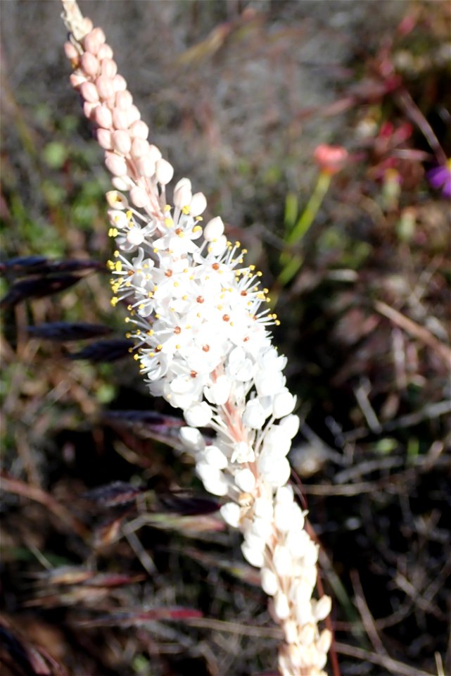 Birdsnest Catstail (Bulbinella elegans)