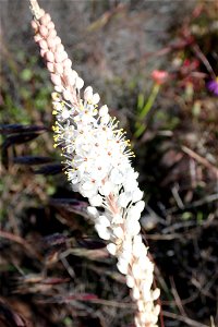 Birdsnest Catstail (Bulbinella elegans) photo