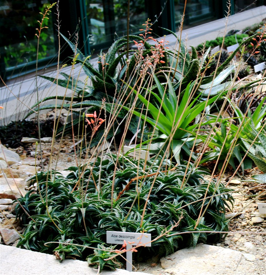 Aloe descoingsii in Botanical Garden Liberec, Czech Republic