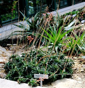 Aloe descoingsii in Botanical Garden Liberec, Czech Republic