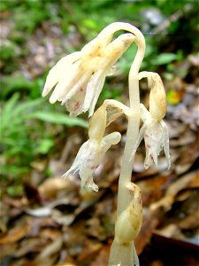 Epipogium roseum flower at Hiratsuka-city, Japan. photo