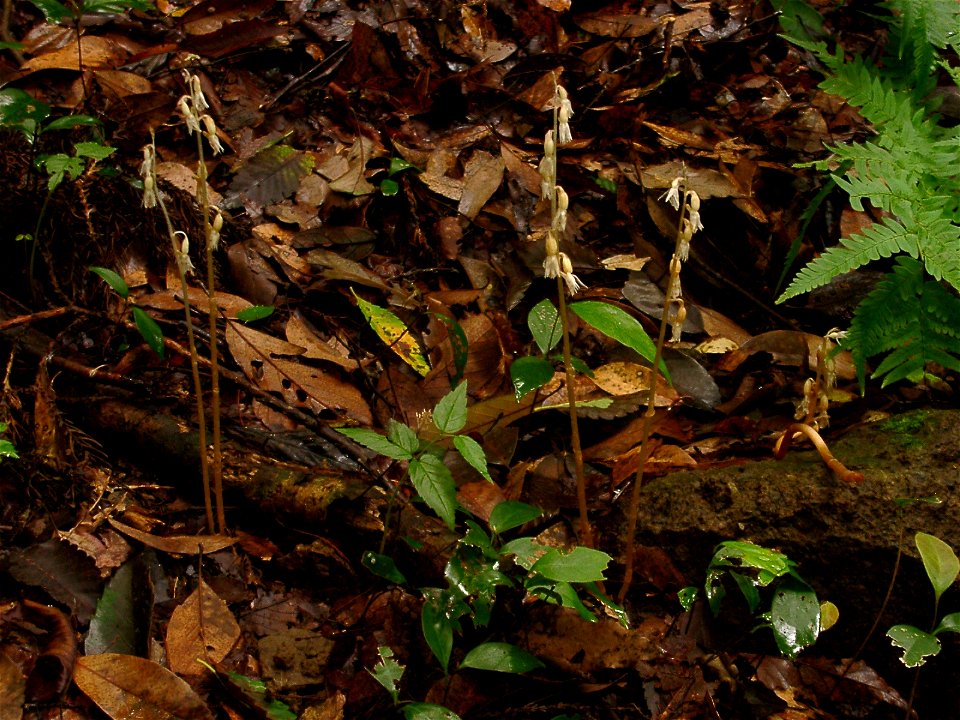 Epipogium roseum flower at Hiratsuka-city, Japan.