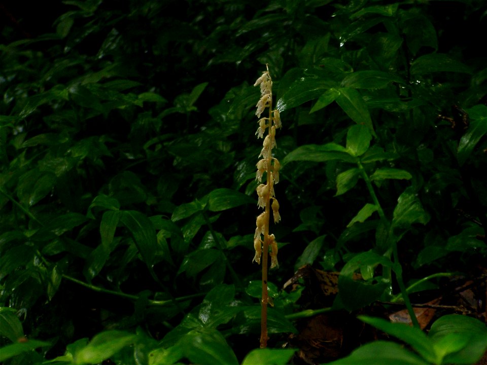 Epipogium roseum flower at Hiratsuka-city, Japan.