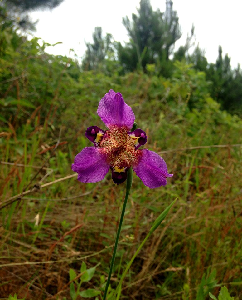 Alophia drummondii, sandy fencerow prairie on Ora Asa Road east of Harleton off Hwy 2208, Harrison County, Texas.