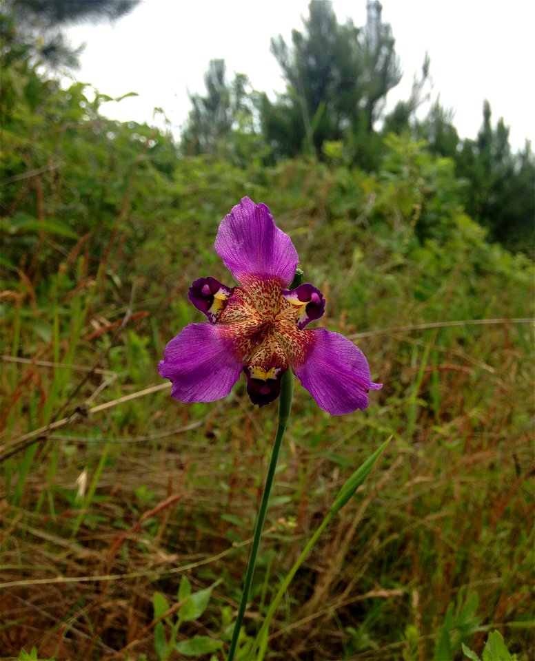 Alophia drummondii, sandy fencerow prairie on Ora Asa Road east of Harleton off Hwy 2208, Harrison County, Texas. photo