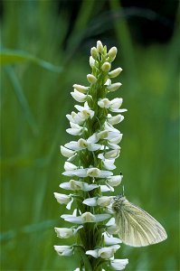 Image title: Platanthera leucostachys; Kodiak Island National Wil Image from Public domain images website, http://www.public-domain-image.com/full-image/flora-plants-public-domain-images-pictures/flow photo