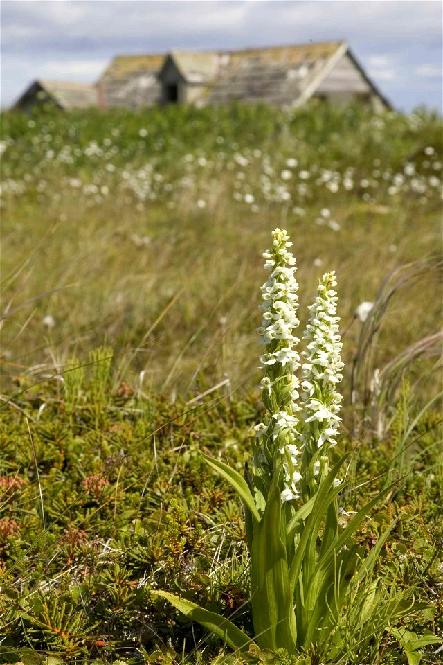 Image title: Simeonof island white bog orchid platanthera dilatata
Image from Public domain images website, http://www.public-domain-image.com/full-image/flora-plants-public-domain-images-pictures/flo