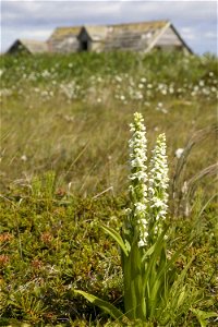 Image title: Simeonof island white bog orchid platanthera dilatata
Image from Public domain images website, http://www.public-domain-image.com/full-image/flora-plants-public-domain-images-pictures/flo