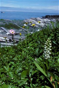 Image title: White bog candle or white bog orchid flower platanthera dilatata Image from Public domain images website, http://www.public-domain-image.com/full-image/flora-plants-public-domain-images-p photo