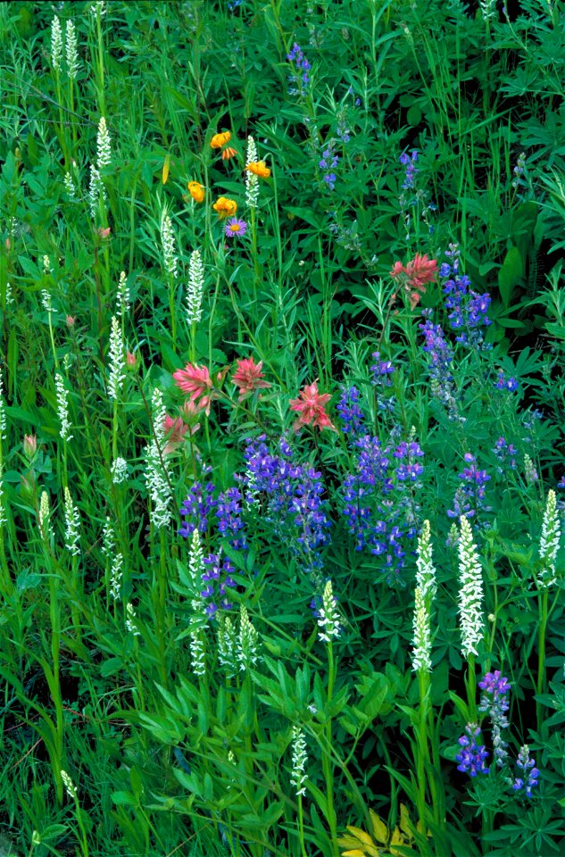 Image title: White bog orchid plant platanthera dilatata blossoms among associated species including paintbrush and lupine
Image from Public domain images website, http://www.public-domain-image.com/f
