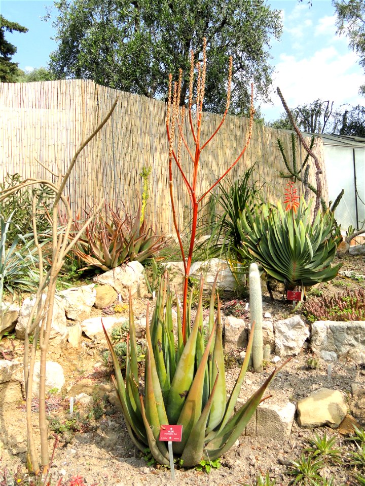 Aloe cryptopoda specimen in the Jardin botanique du Val Rahmeh, Menton, Alpes-Maritimes, France.
