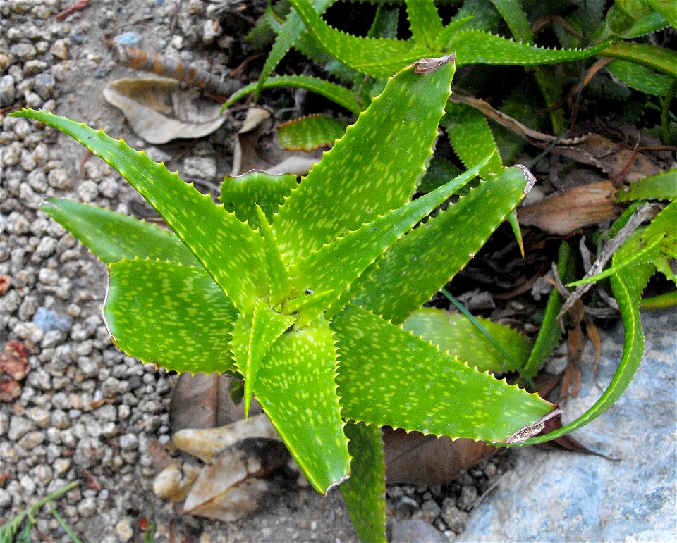 Aloe andongensis at the San Diego Zoo, California, USA.