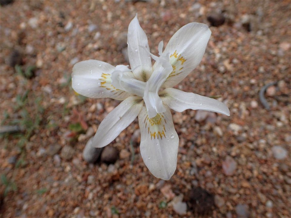 Threadstalk Tulp (Moraea filicaulis)