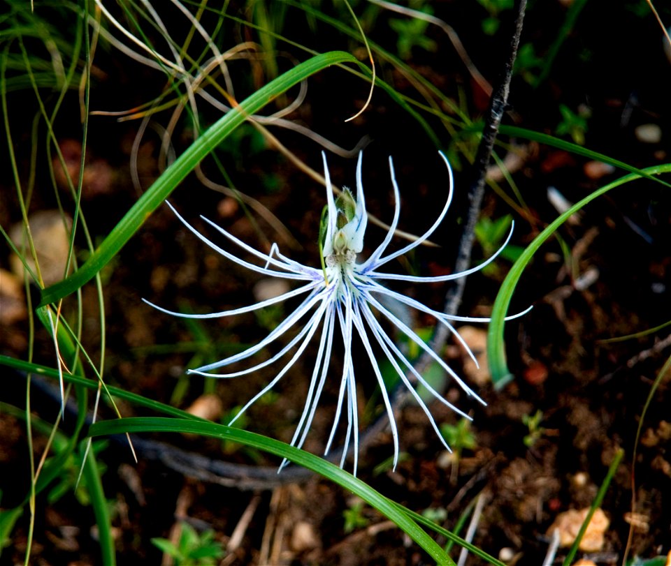 Bartholina burmanniana - The Spider Orchid. A geophyte from Western Cape Renosterveld vegetation. South Africa.