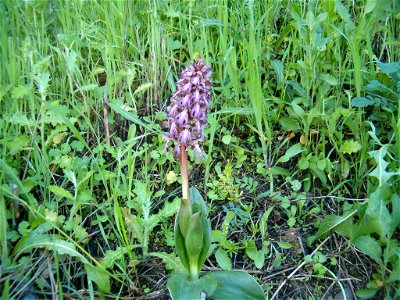 Barlia robertiana Flowers