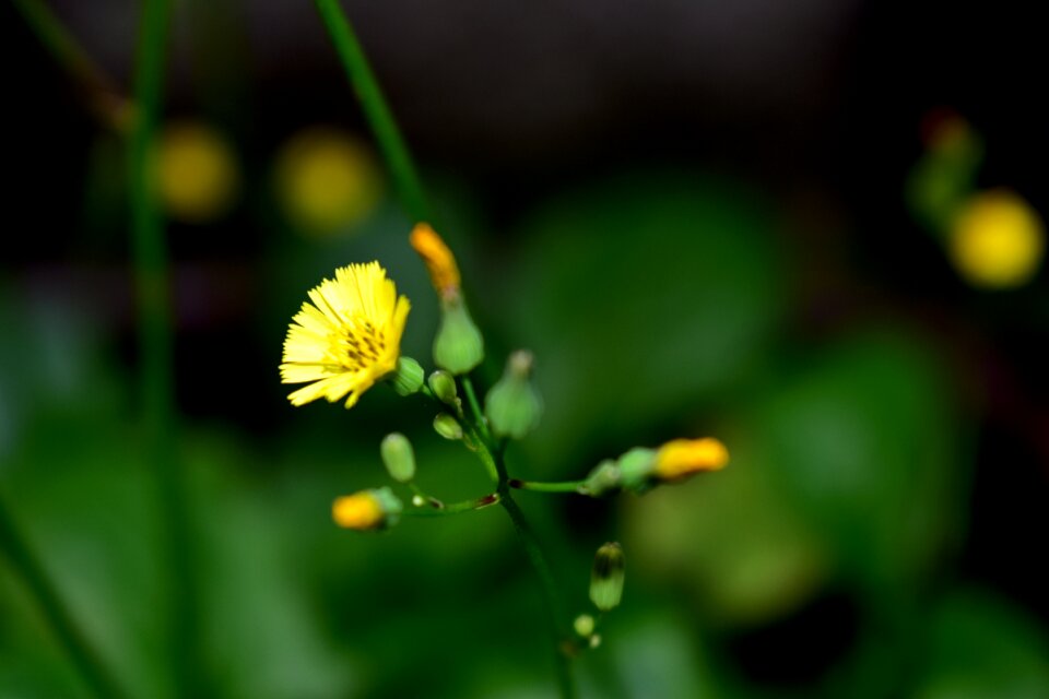 Flowering flowers flora